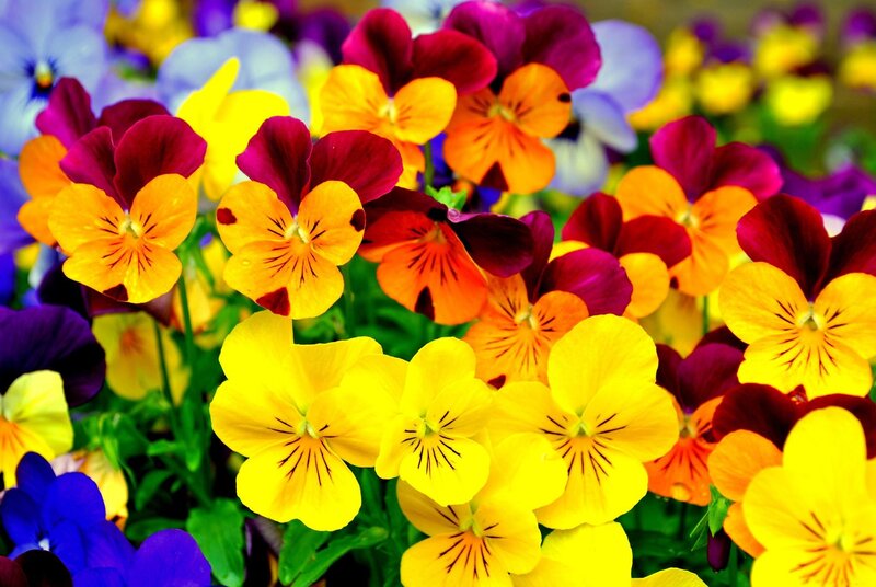 Colorful pansy flowers