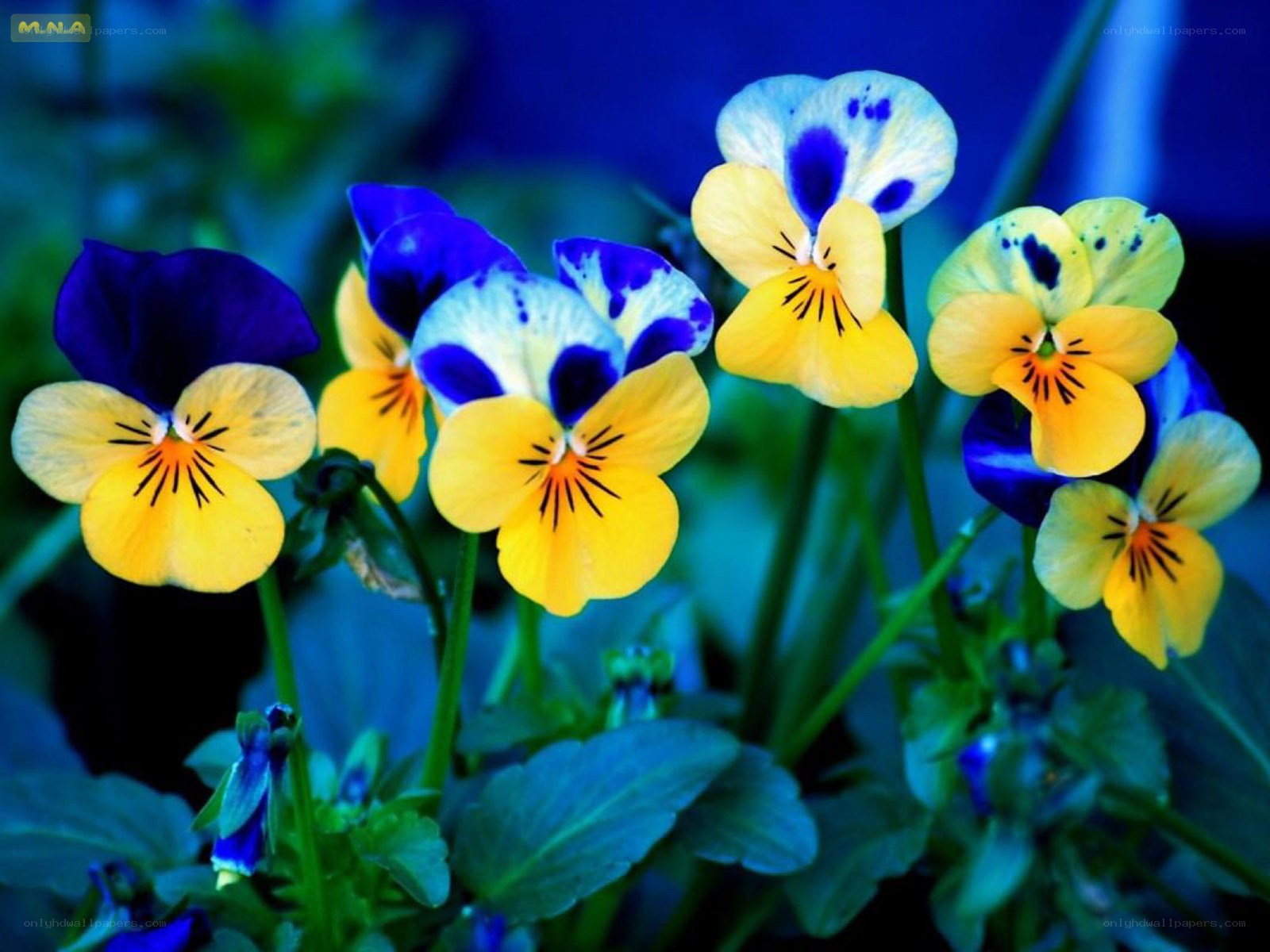 Colorful pansy flowers