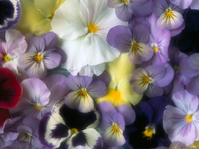 Colorful pansy flowers