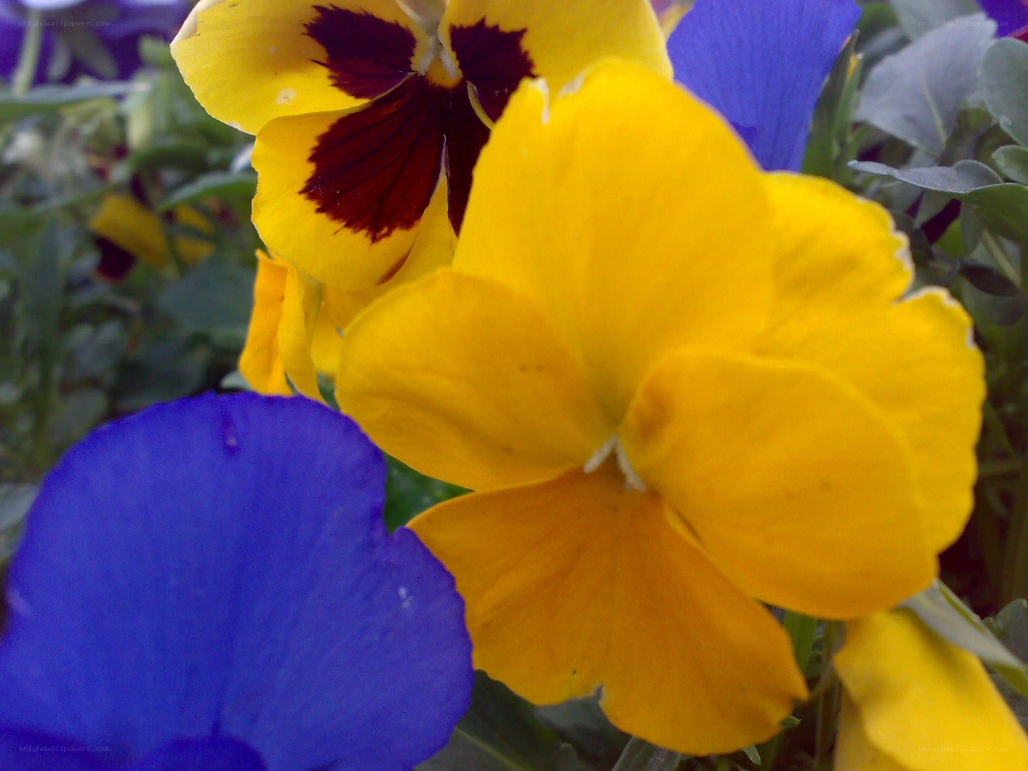 Colorful pansy flowers