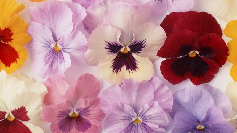 Colorful pansy flowers