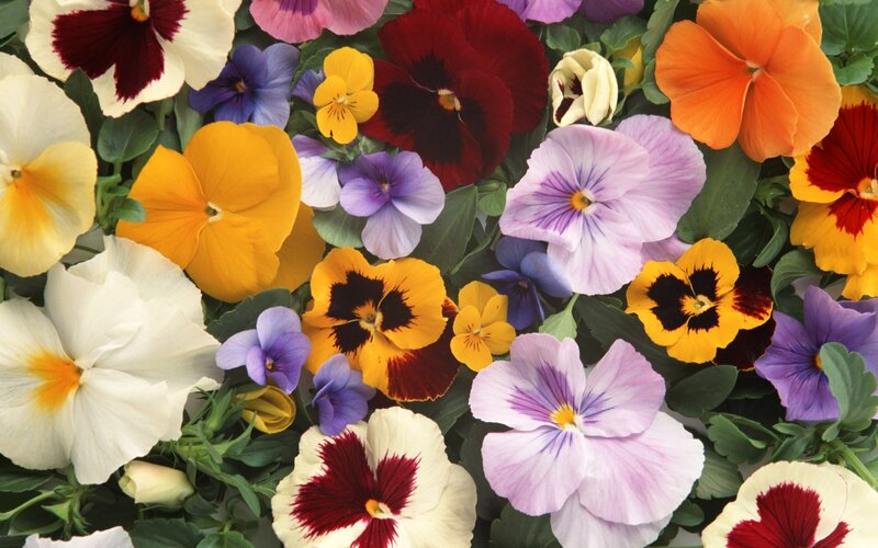 Colorful pansy flowers