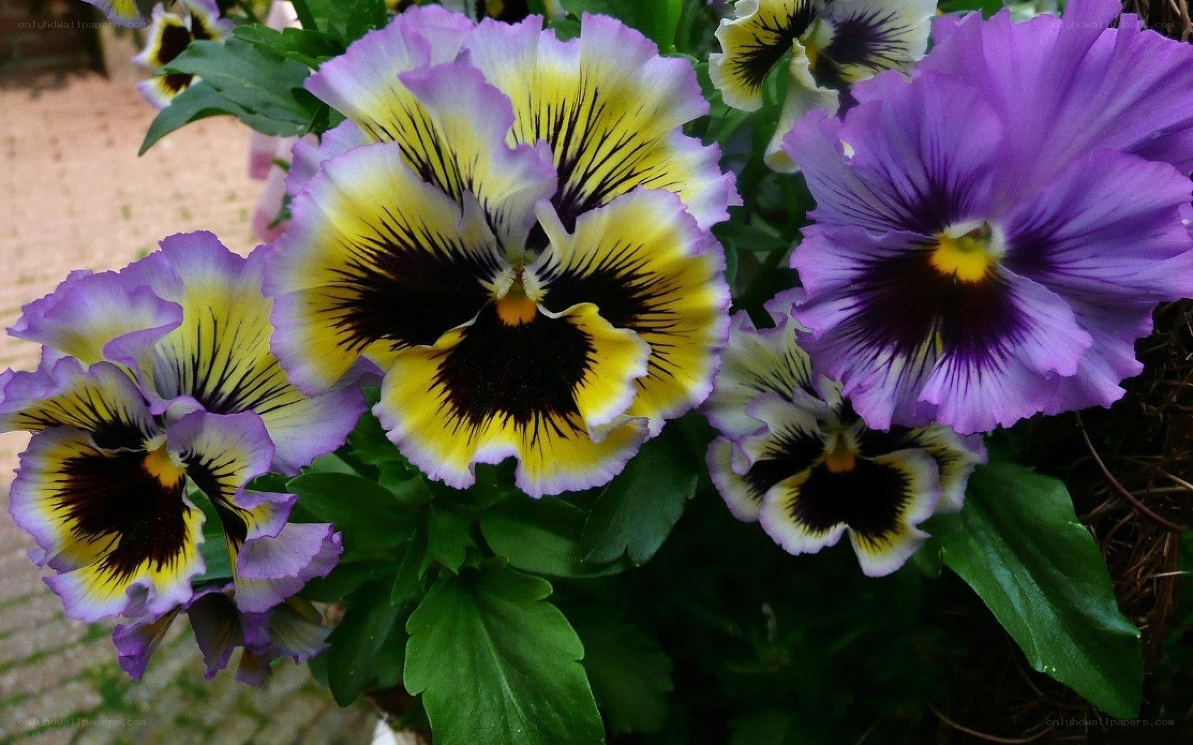 Colorful pansy flowers