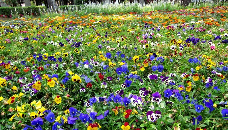 Colorful Pansy Flowers — Blue