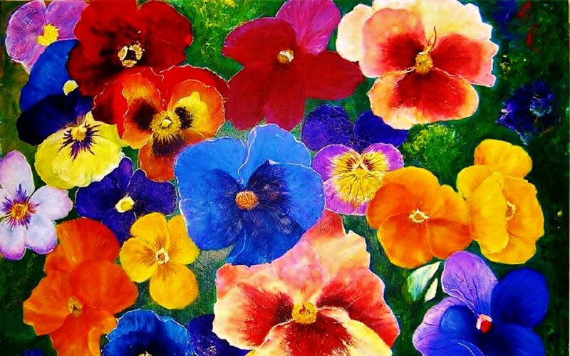 Colorful Pansy Flowers — Blue, Vibrant