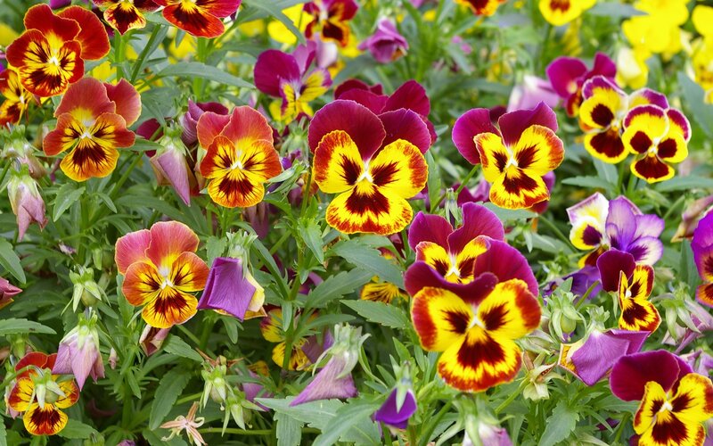 Colorful pansy flowers in bloom