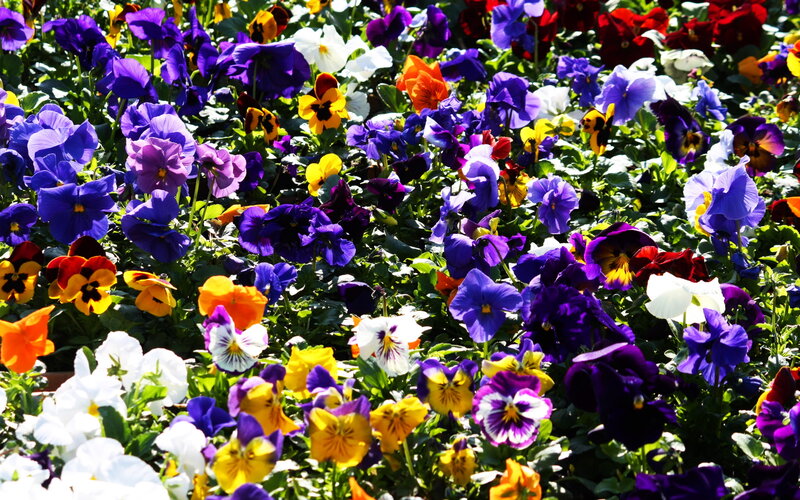 Colorful pansy flowers in bloom