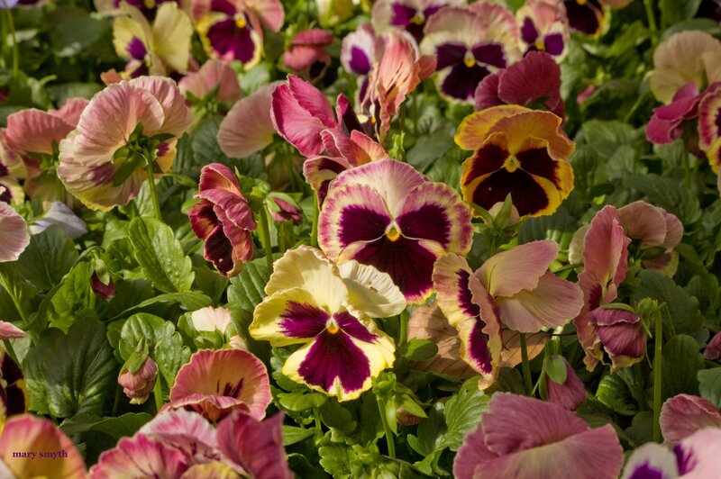 Colorful pansy flowers in bloom