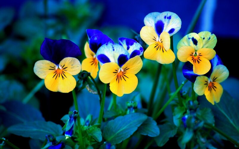 Colorful pansy flowers in bloom