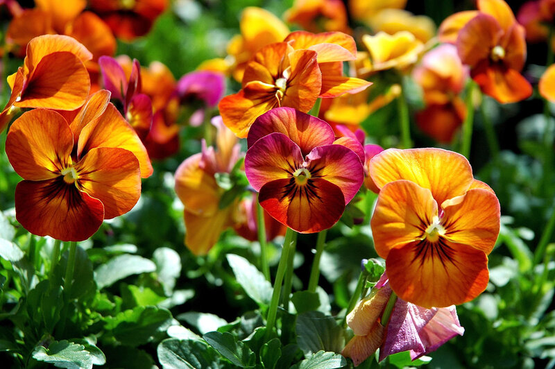 Colorful pansy flowers in bloom
