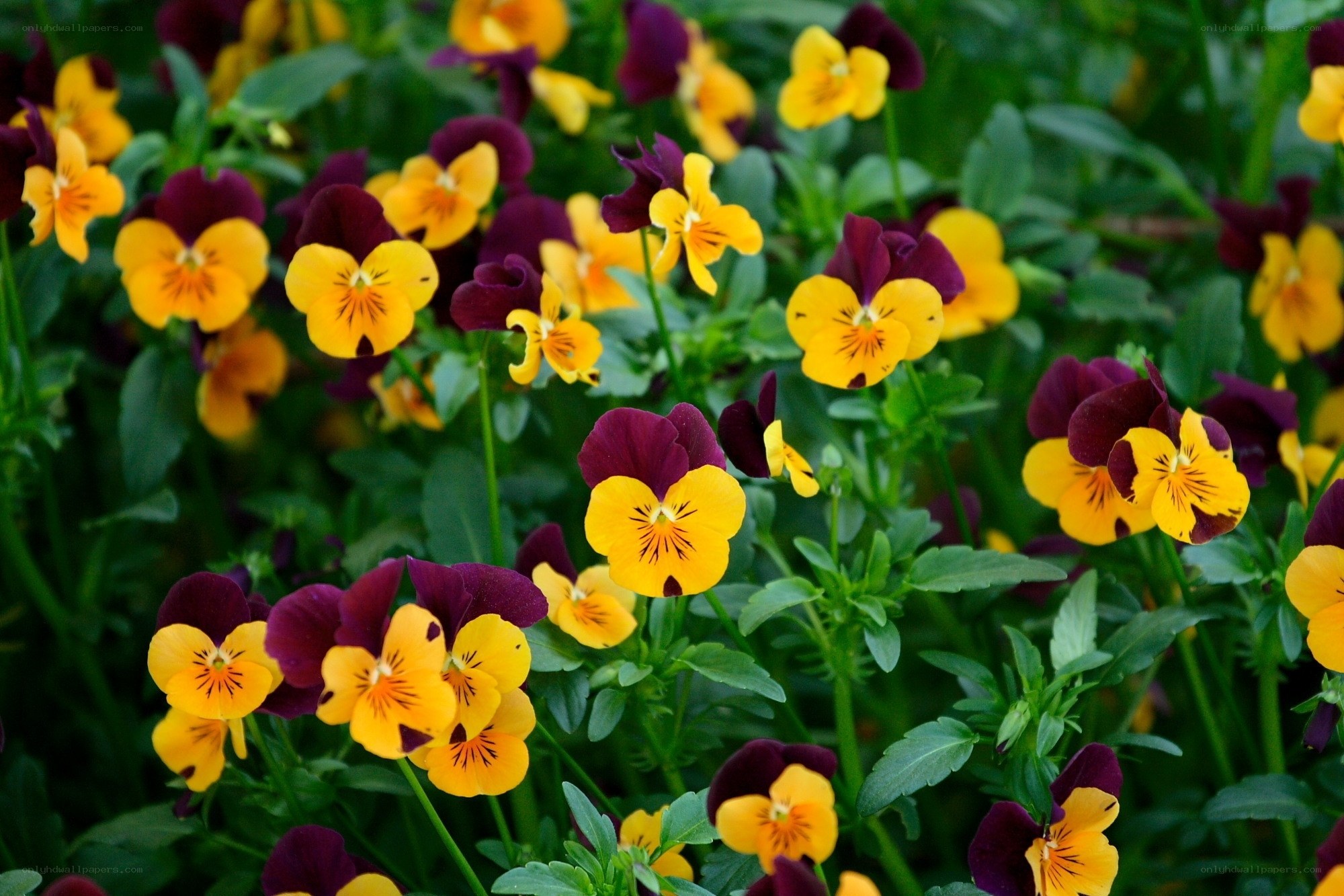 Colorful pansy flowers in bloom