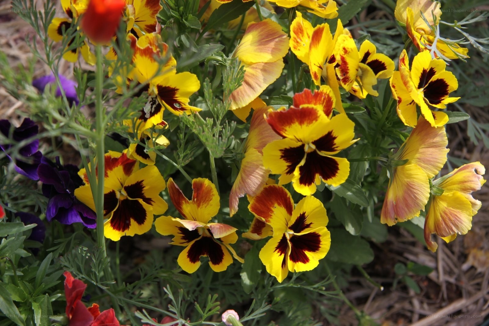 Colorful pansy flowers in garden