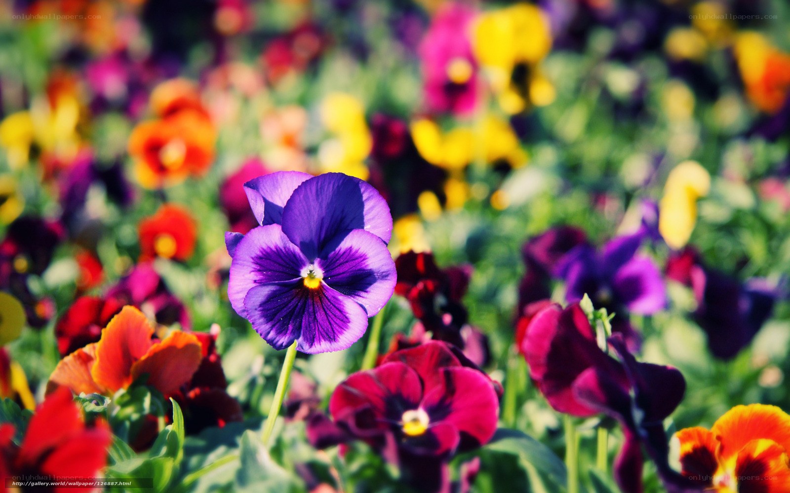 Colorful pansy flowers in garden