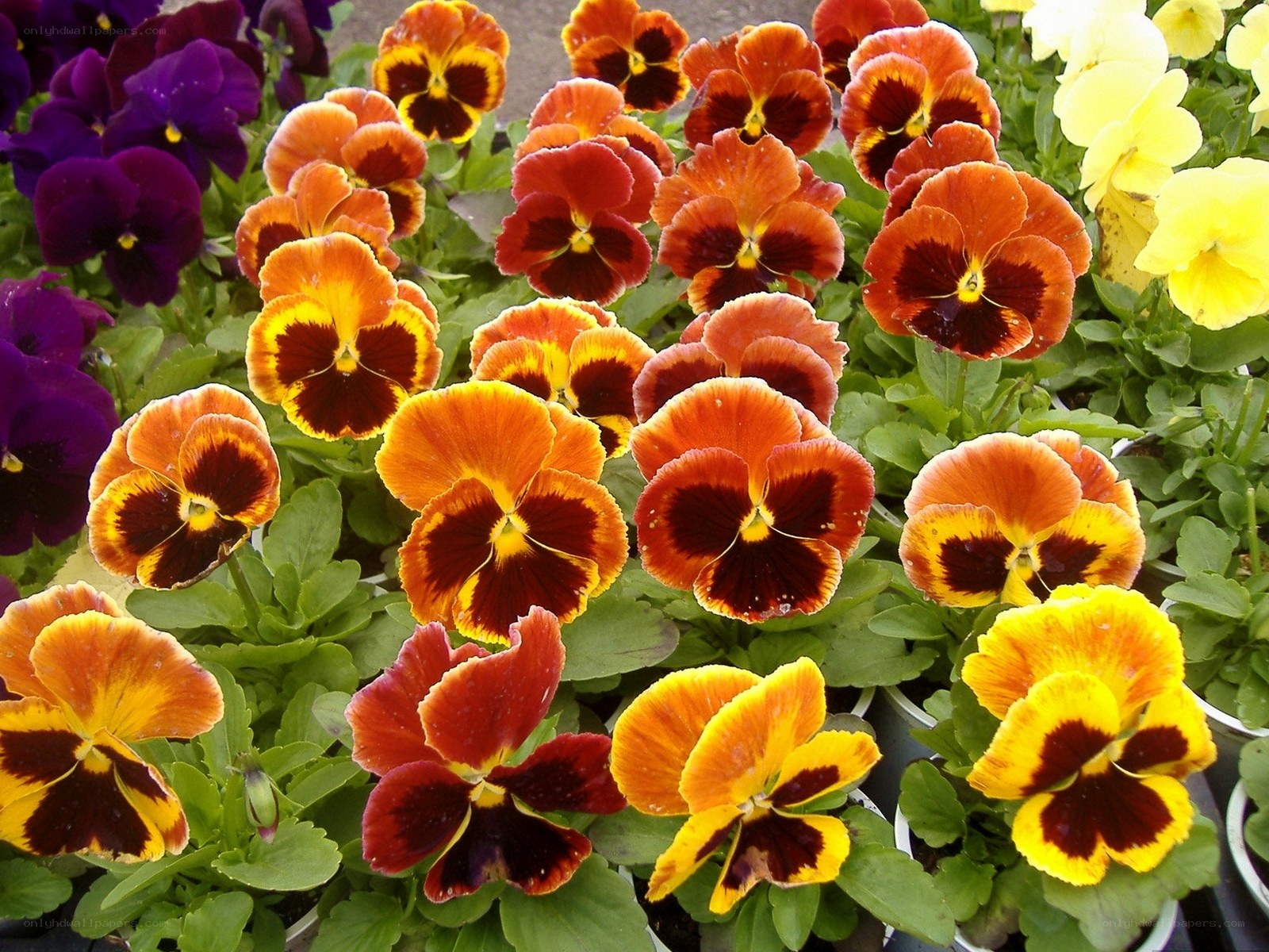 Colorful pansy flowers in pots