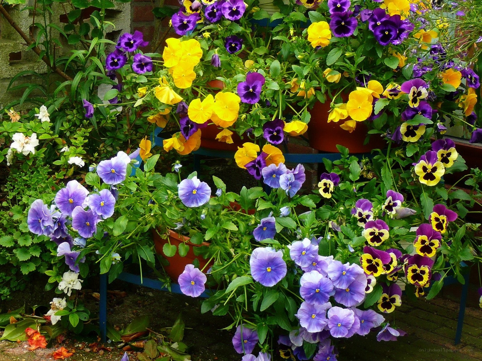 Colorful pansy flowers in pots