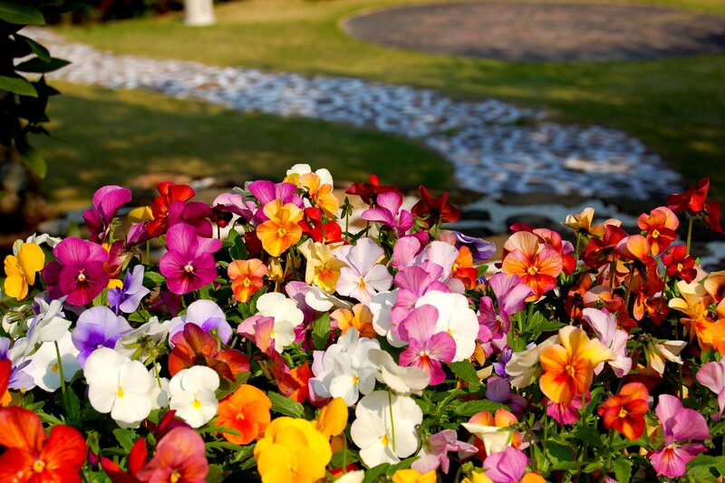 Colorful Pansy Flowers — Purple, Serene
