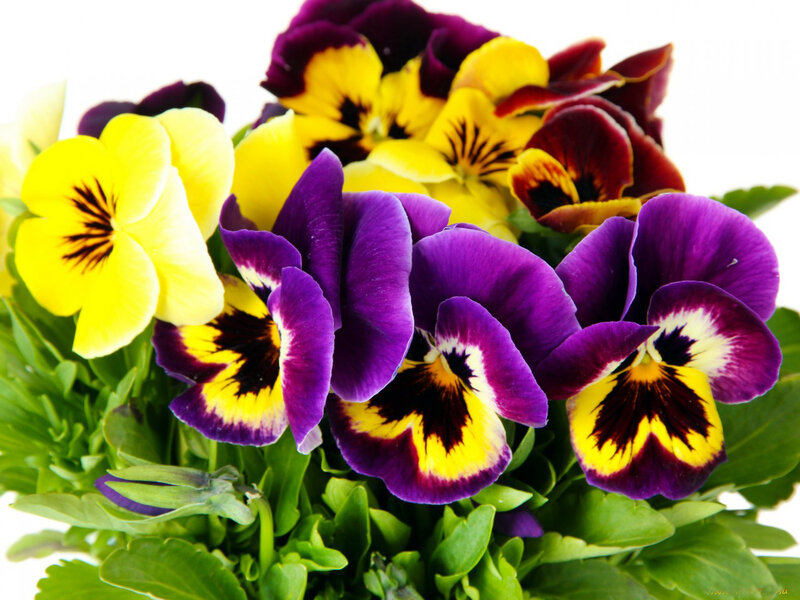 Colorful Pansy Flowers — Purple, Vibrant, Photograph, Green Leaves