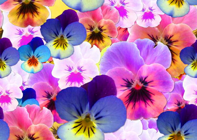 Colorful Pansy Flowers — Purple, Vibrant, Photograph