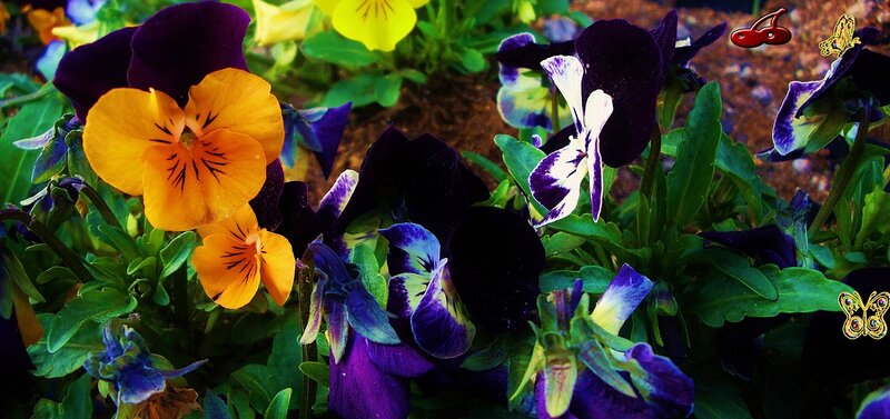 Colorful Pansy Flowers — Purple, Vibrant, Spring, Photograph