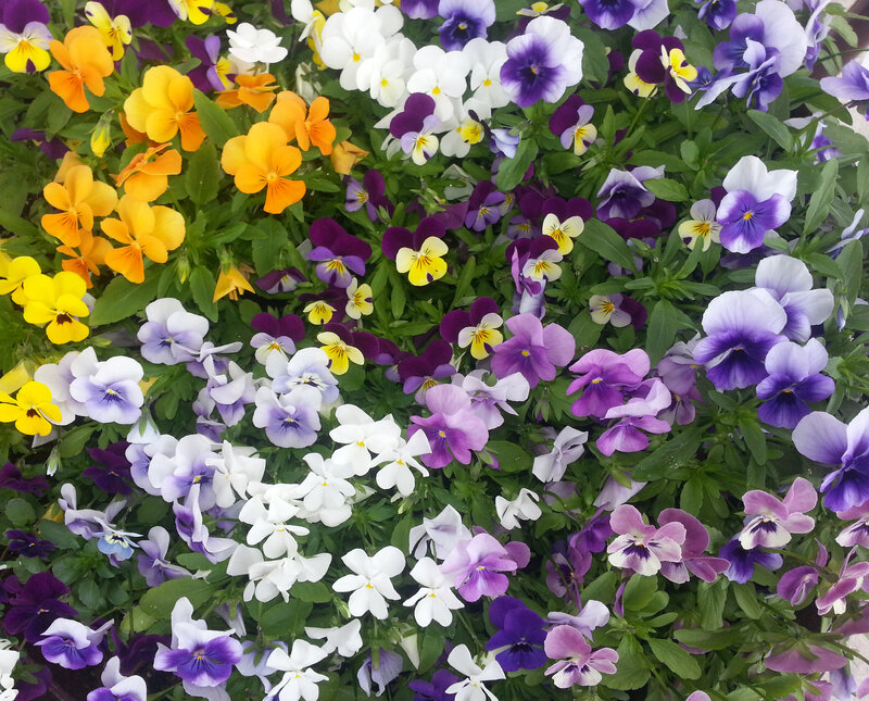 Colorful Pansy Flowers — Purple, Vibrant, Spring