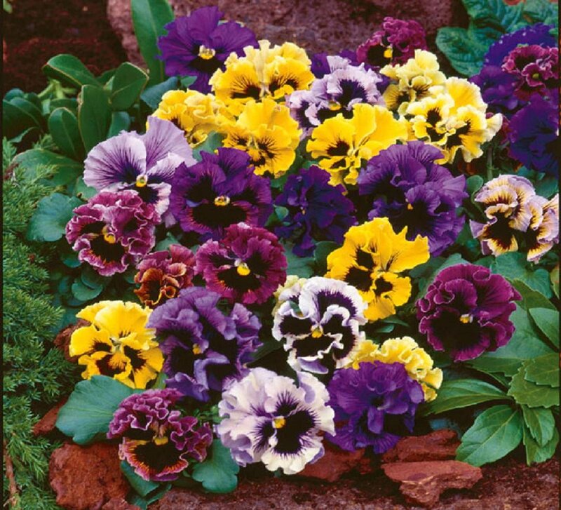 Colorful Pansy Flowers — Purple, Vibrant
