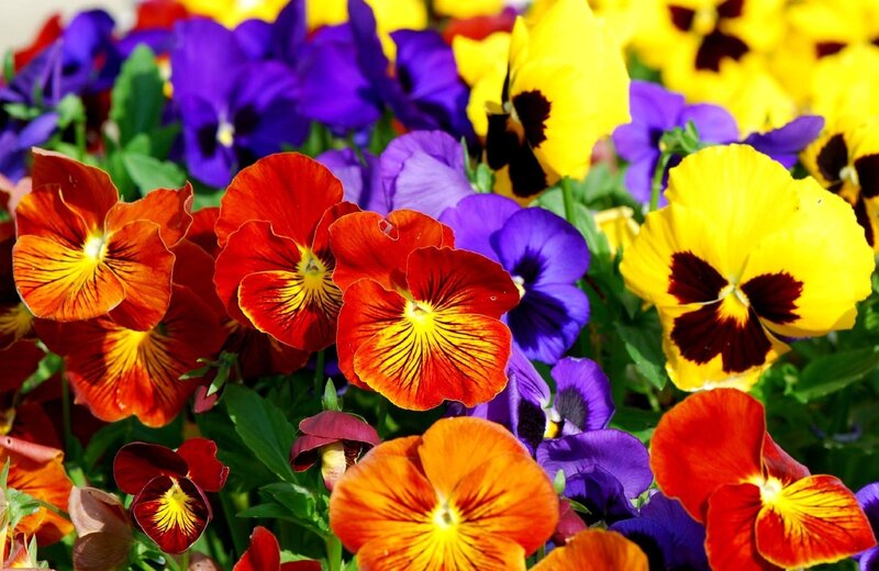 Colorful Pansy Flowers — Red, Vibrant