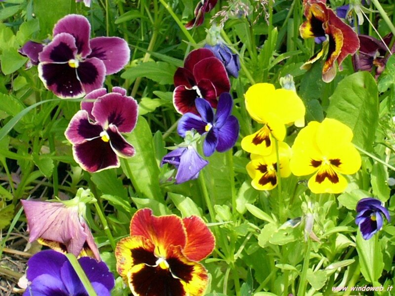 Colorful Pansy Flowers — Yellow