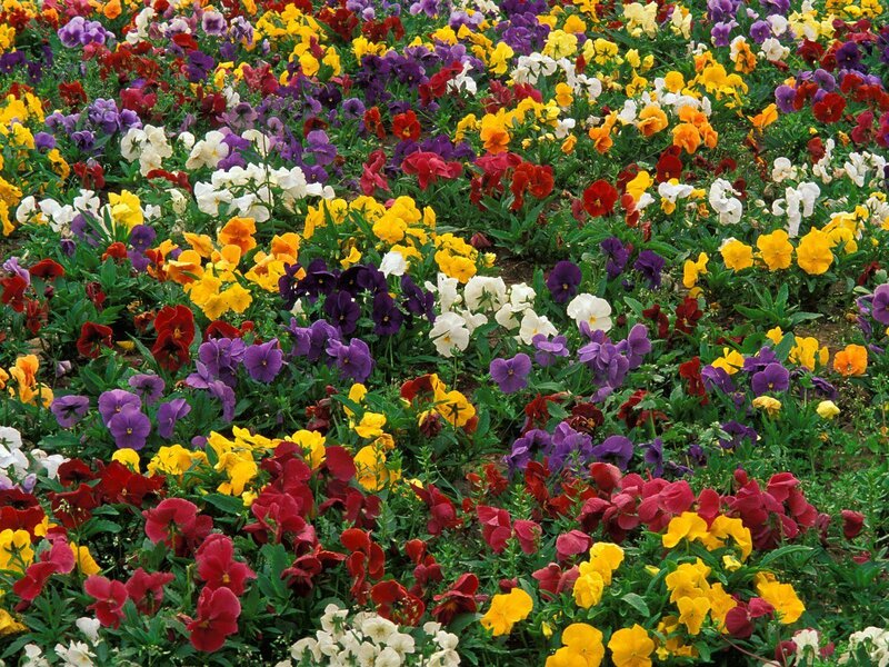 Colorful Pansy Flowers — Yellow, Vibrant, Spring, Photograph, Green Leaves, Garden Bed, Purple