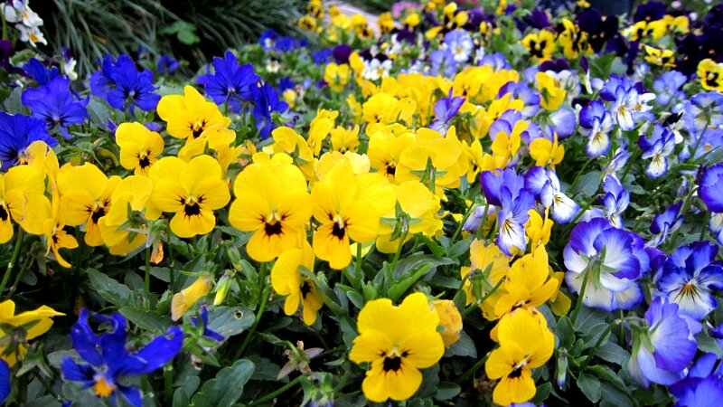 Colorful Pansy Flowers — Yellow, Vibrant, Spring
