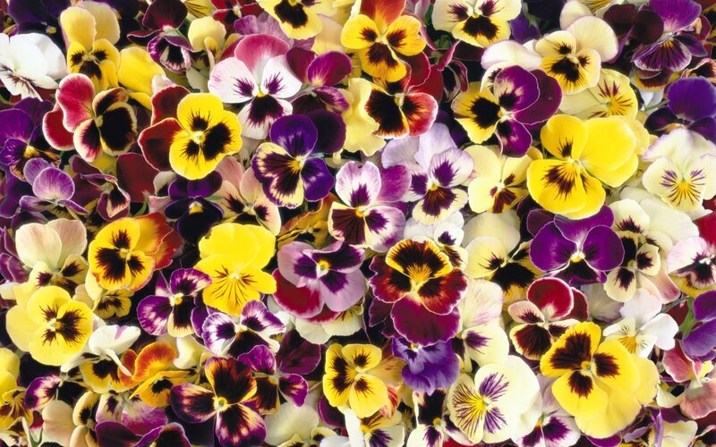 Colorful Pansy Flowers — Yellow, Vibrant