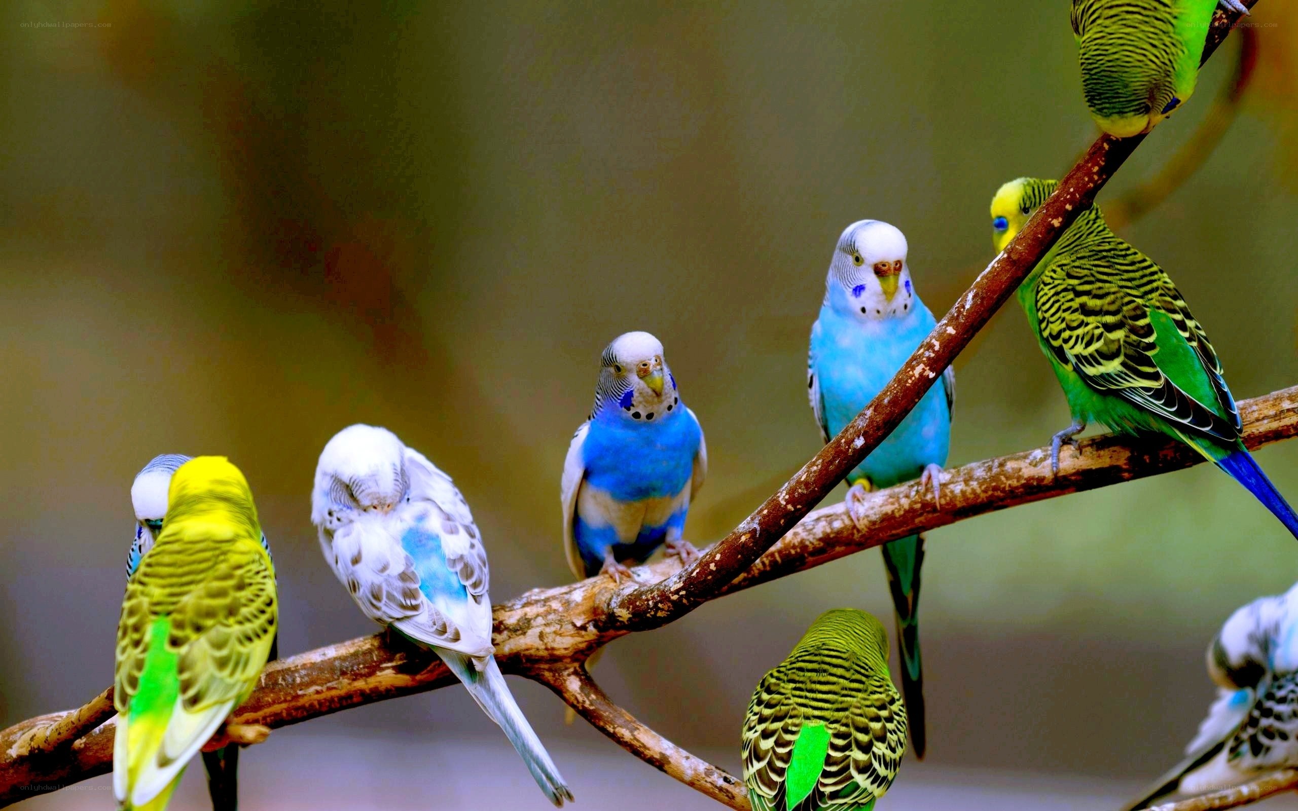 Colorful parakeets on a branch