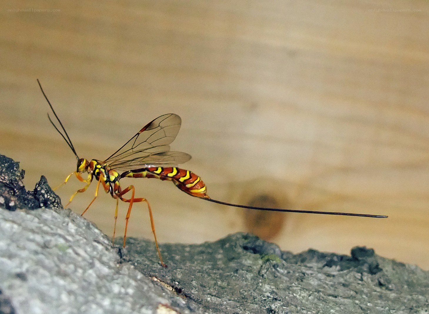colorful parasitic wasp