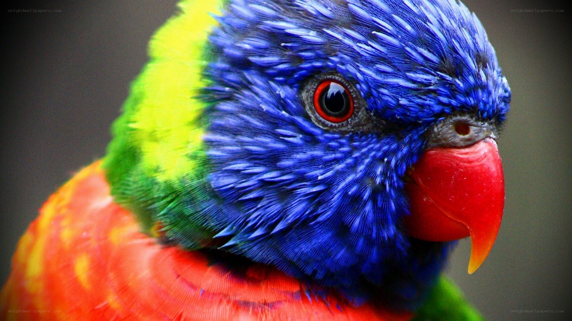 colorful parrot close-up