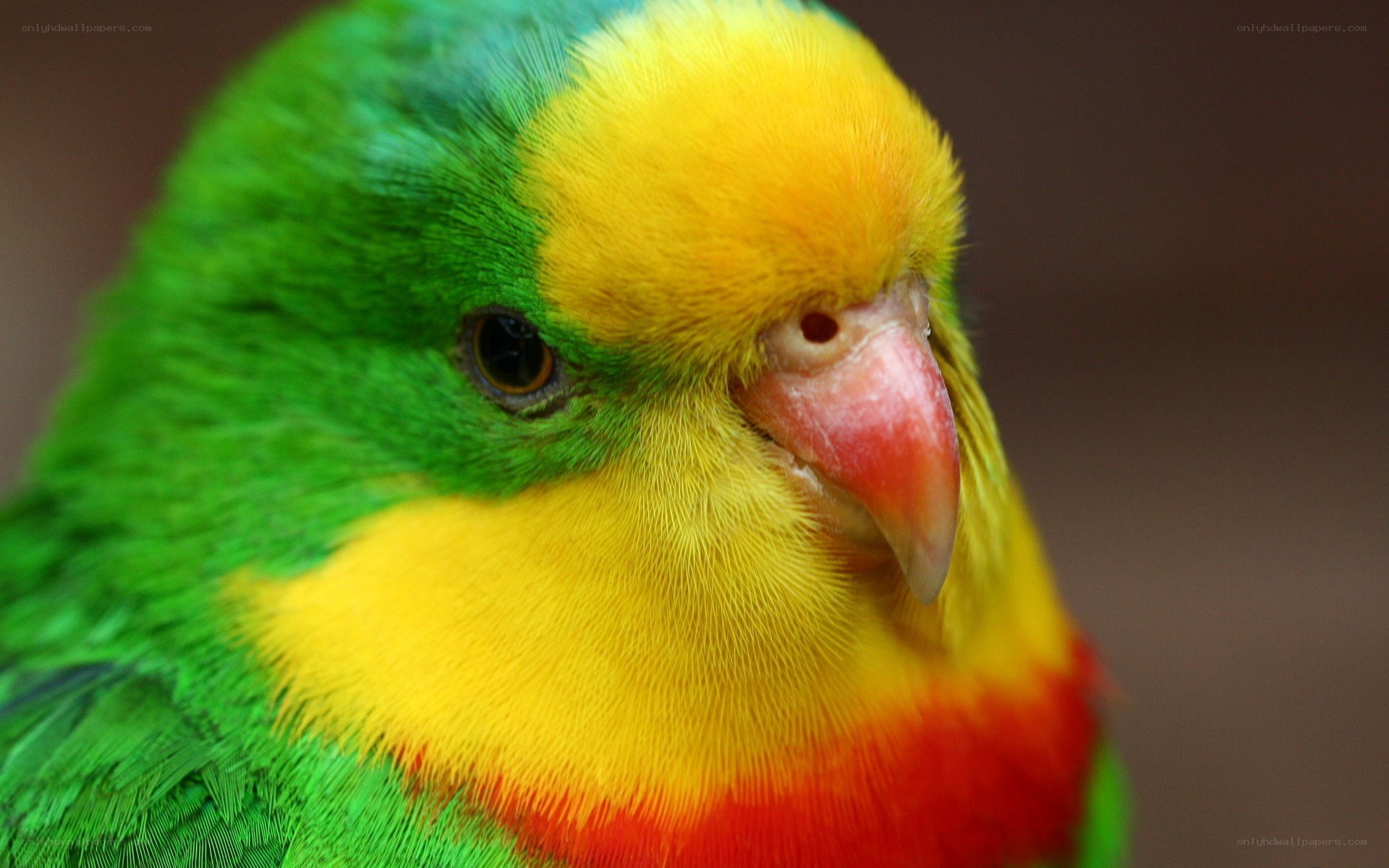 colorful parrot close-up