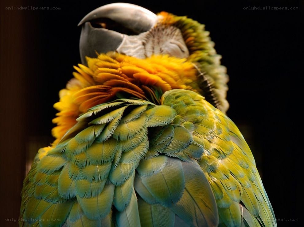 colorful parrot close-up
