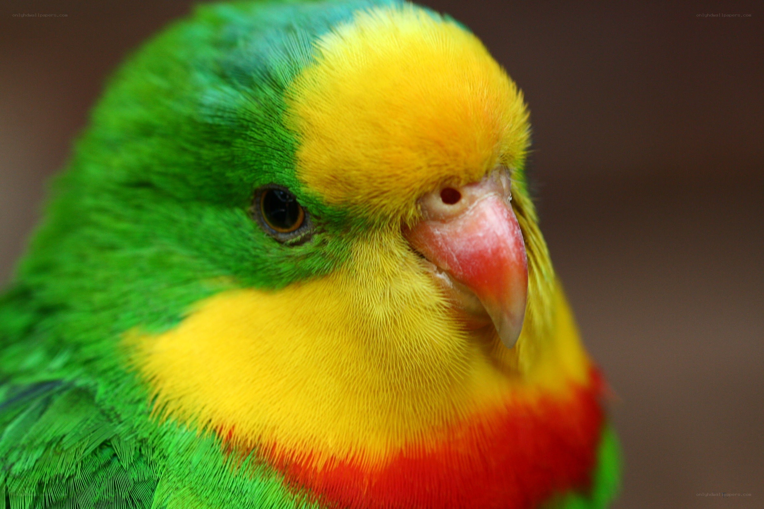 colorful parrot close-up
