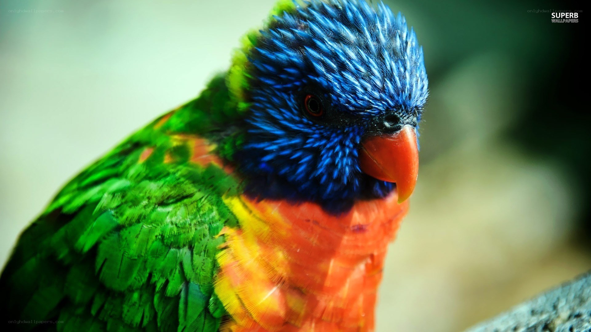 colorful parrot close-up