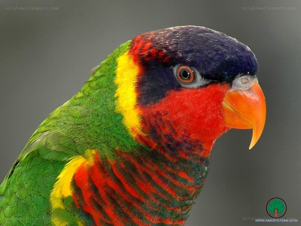 colorful parrot close-up