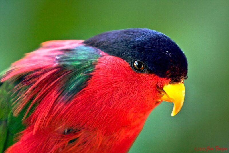 colorful parrot close-up