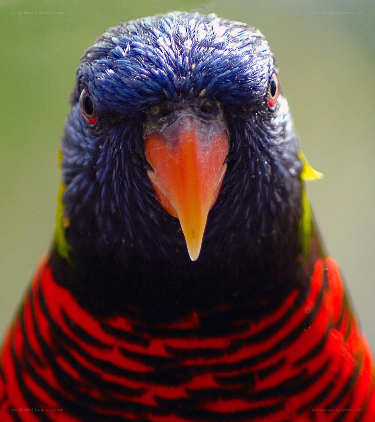colorful parrot close-up
