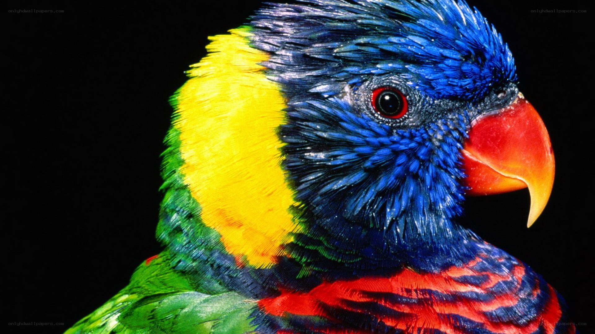 colorful parrot close-up