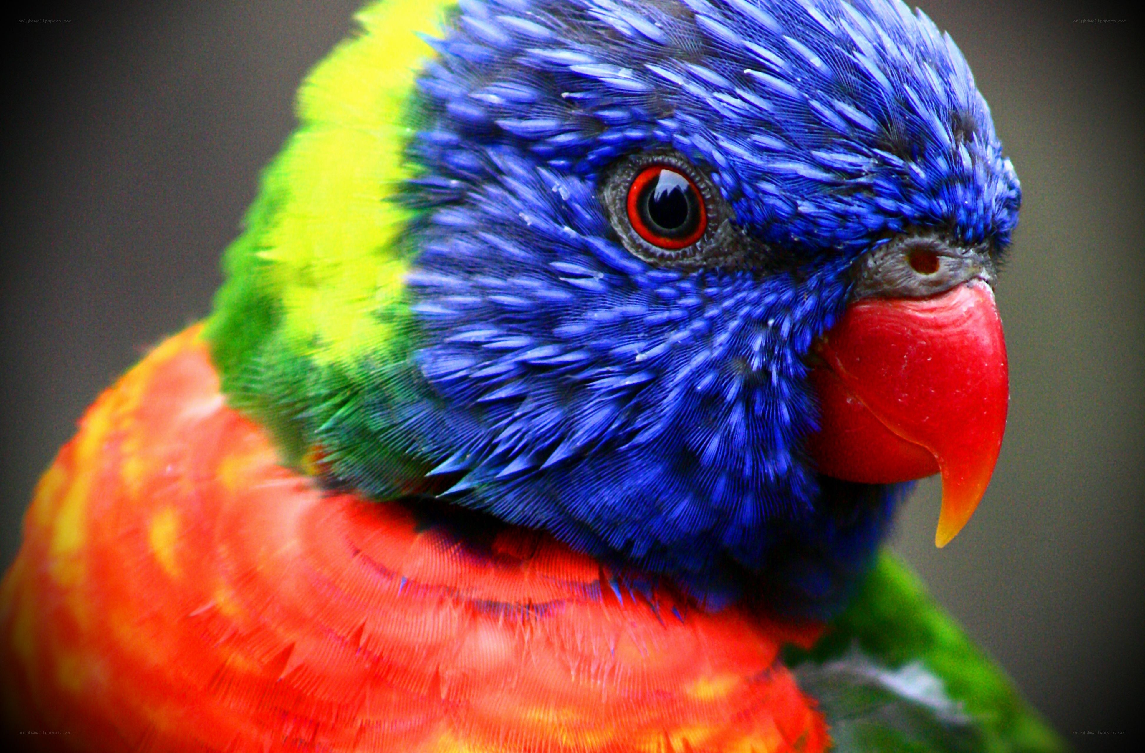 Colorful parrot close-up