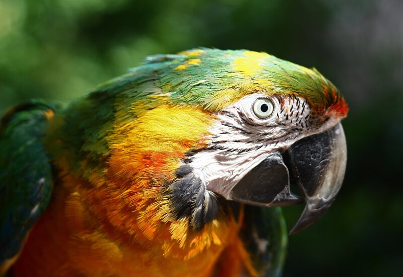 Colorful parrot close-up