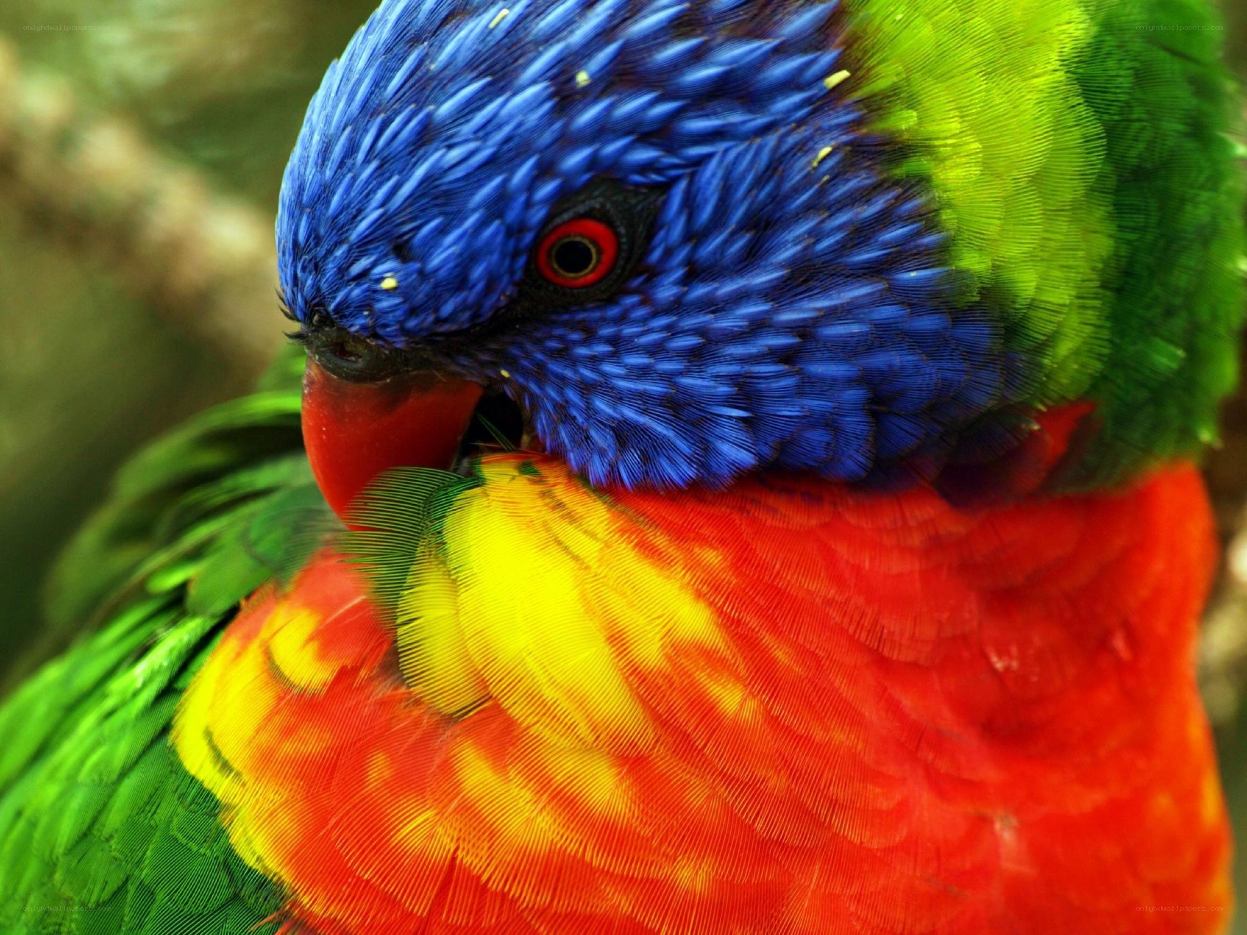 colorful parrot close-up