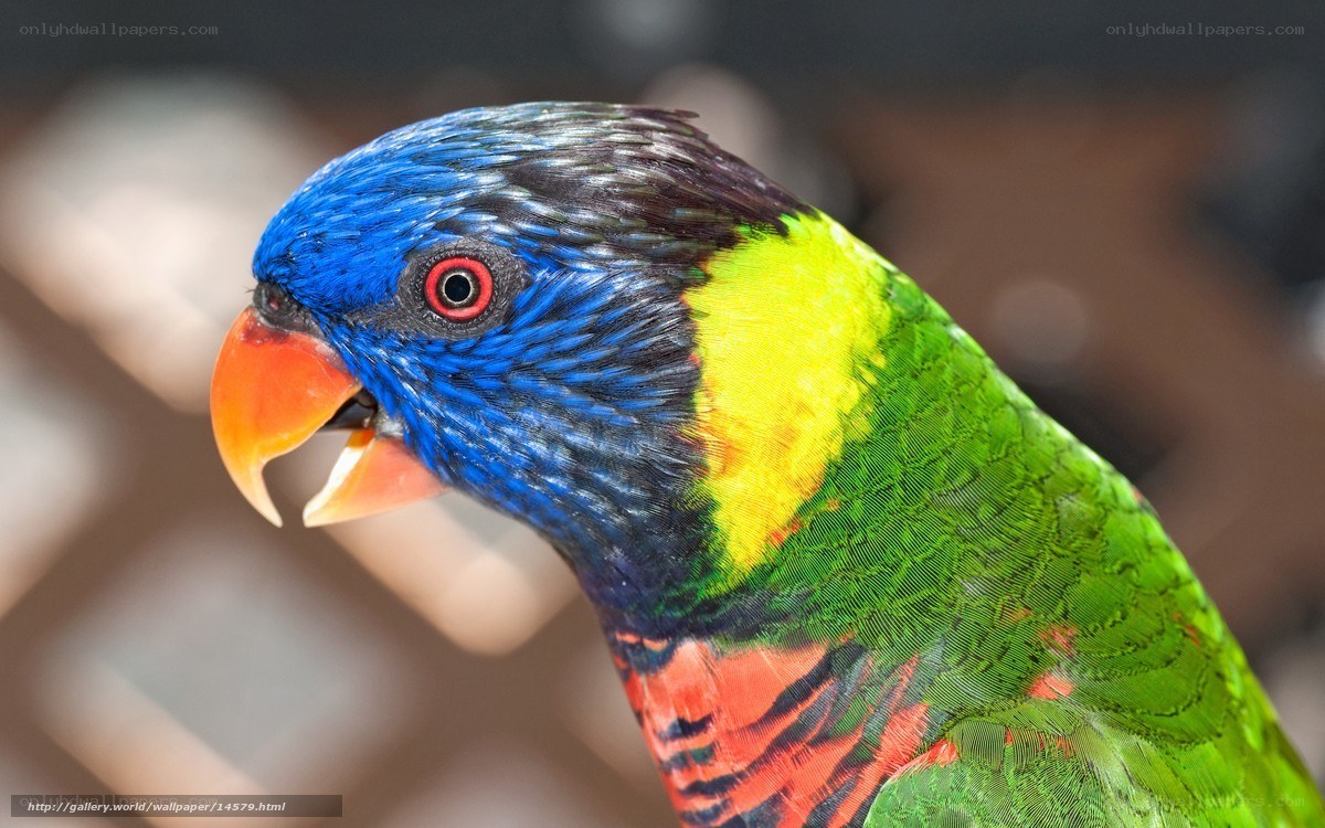 Colorful parrot close-up