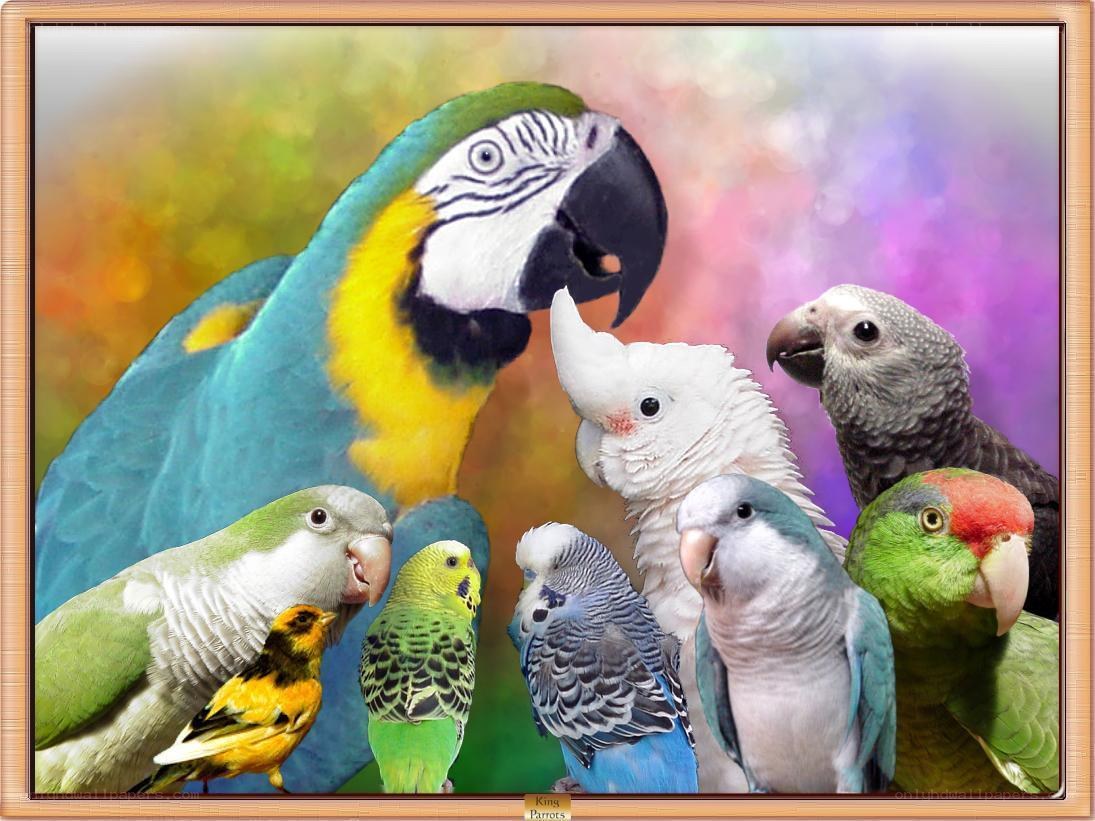 Colorful parrot collection