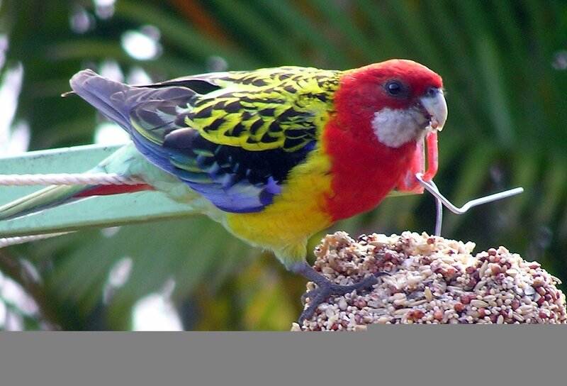 Colorful parrot eating birdseed