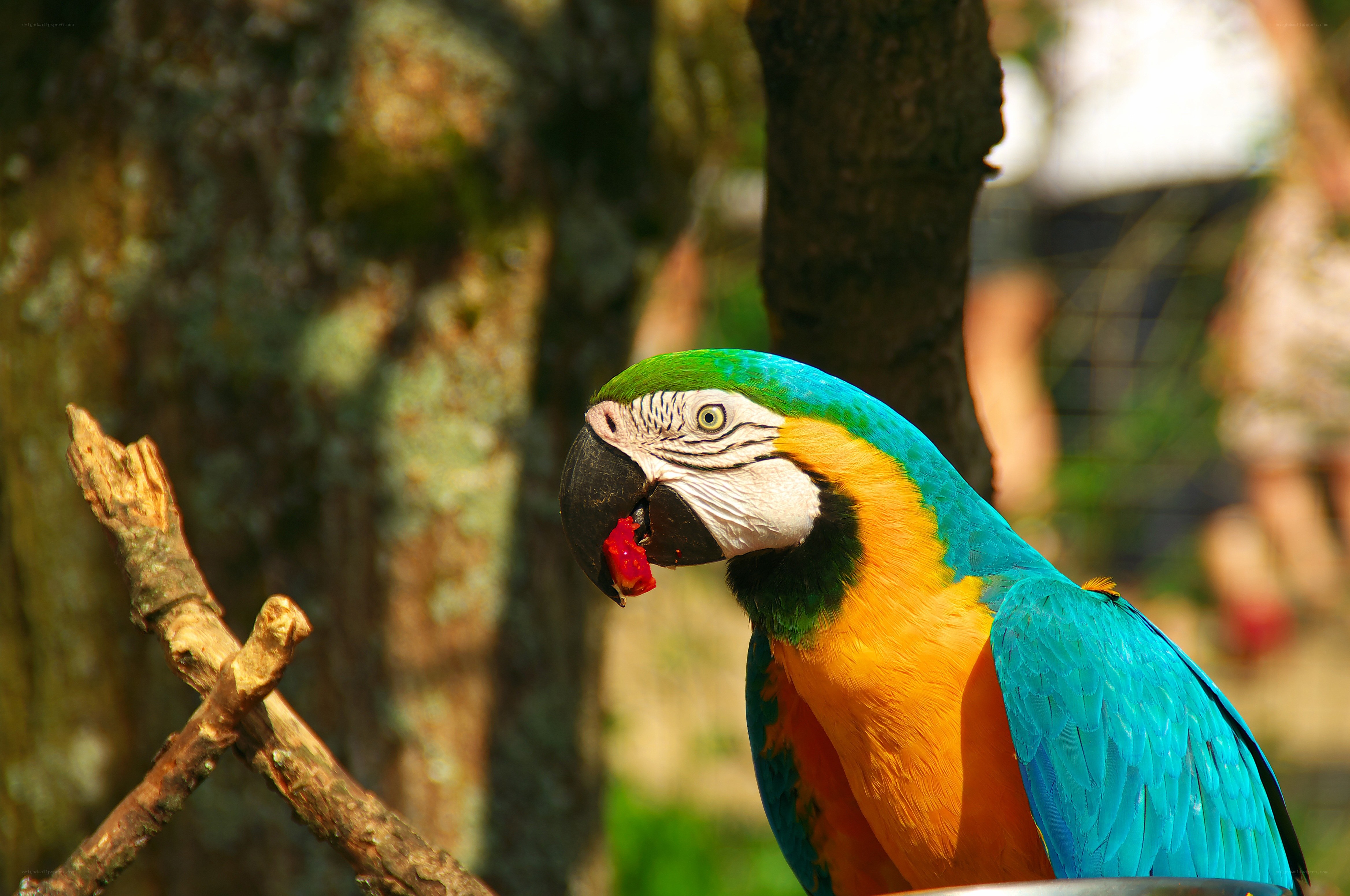 Colorful parrot eating fruit
