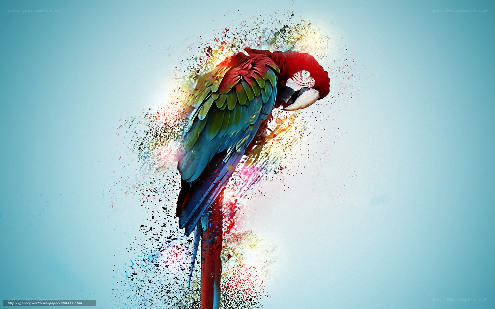 Colorful parrot explosion