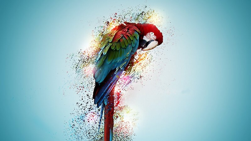 Colorful Parrot Explosion — Red, Dynamic